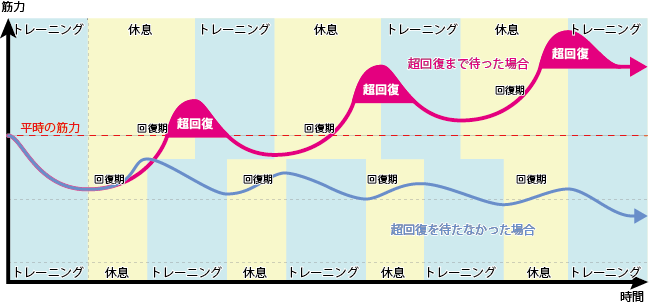 超回復と筋量変化