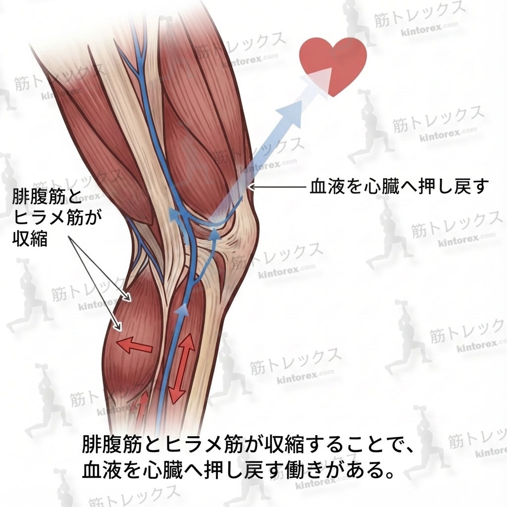 ふくらはぎの筋肉が収縮することで、血液を心臓へ押し戻す働きがある