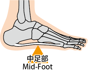 Mid-Foot（中足部）